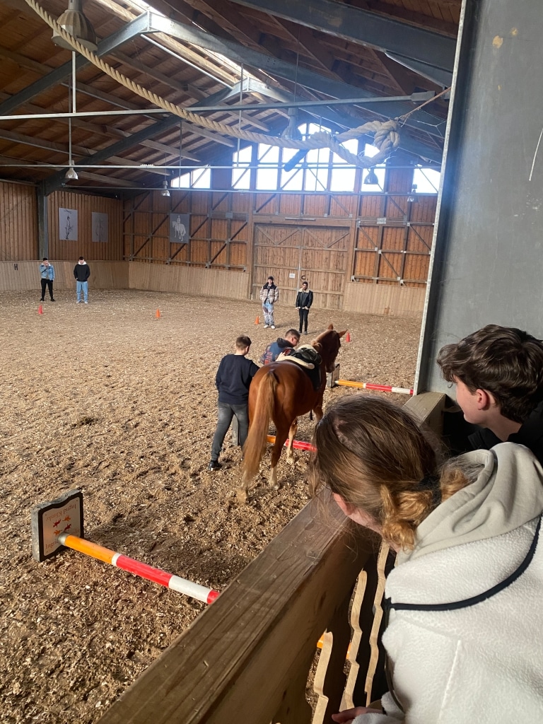 Teamtraining mit Pferden